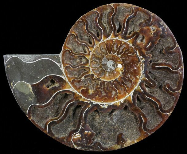 Cut Ammonite Fossil (Half) - Agatized #71054